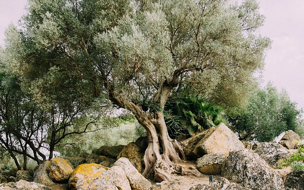 An old olive tree among stones