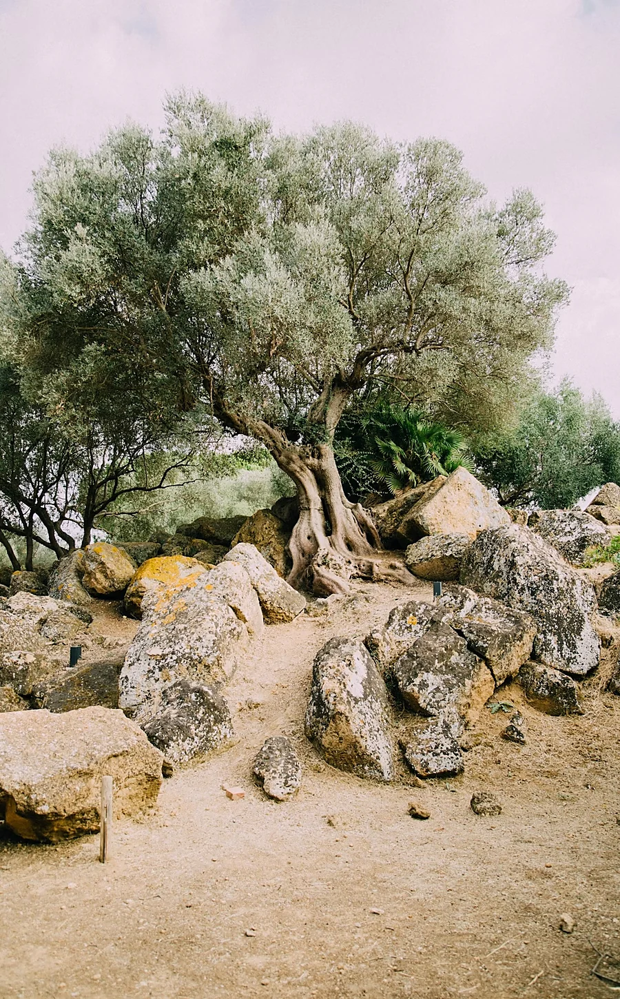 An old olive tree among stones in a Mediterranean grove